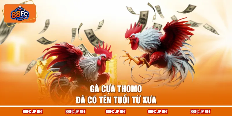 Gà cựa Thomo đã có tên tuổi từ xưa